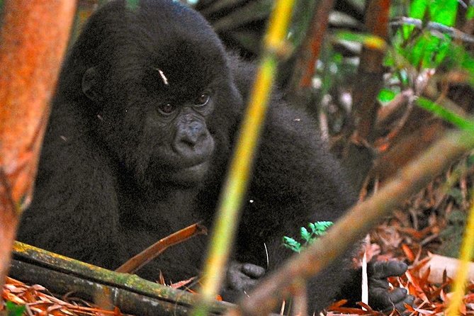 From Kigali: 10 Hour Day-trip Rwanda Gorilla Trekking with Lunch - The role of guides, porters, and rangers