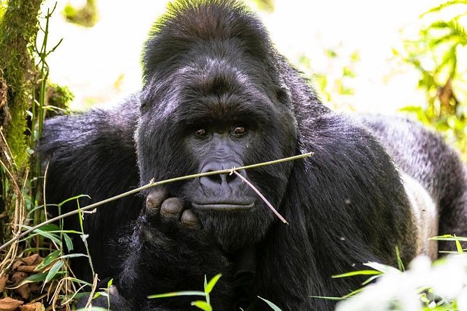 From Kigali: 10 Hour Day-trip Rwanda Gorilla Trekking with Lunch - Lunch and the long ride home