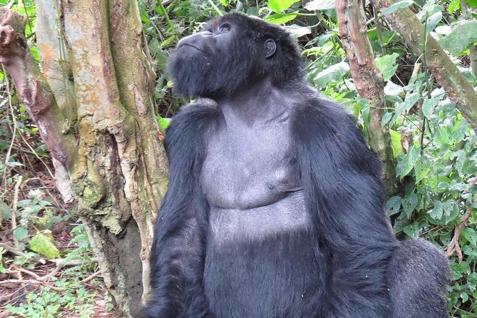 From Kigali: 10 Hour Day-trip Rwanda Gorilla Trekking with Lunch - Who should book this day trip