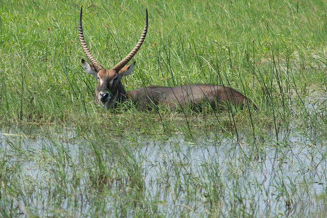 From Kigali: 12 Hour Custom Day trip for game Drive in Akagera NP - Why Akagera works as a Kigali day trip