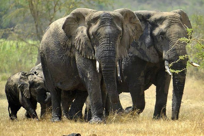 From Kigali: 12 Hour Custom Day trip for game Drive in Akagera NP - Choosing the seven-hour game drive