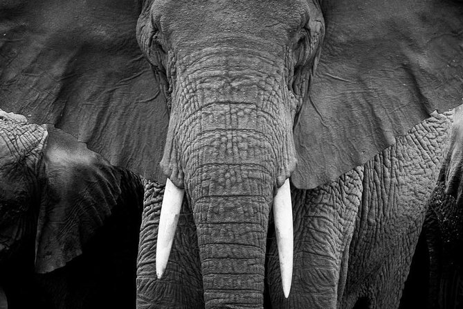 From Kigali: 12 Hour Custom Day trip for game Drive in Akagera NP - Food, water, and the vehicle