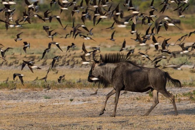 From Kigali: 12 Hour Custom Day trip for game Drive in Akagera NP - Is $323.30 a fair price?