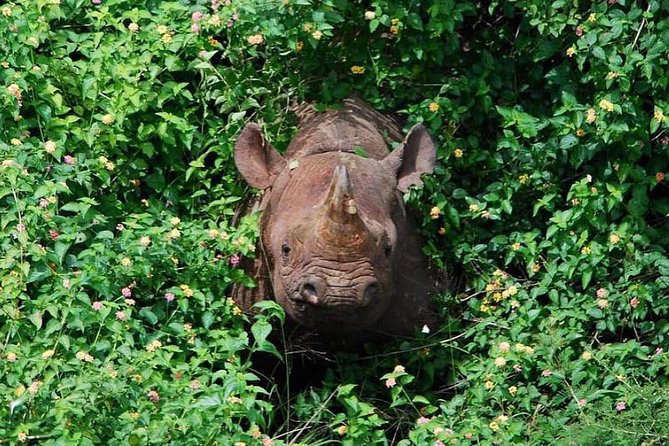 From Kigali: 12 Hour Custom Day trip for game Drive in Akagera NP - The early pickup from Kigali