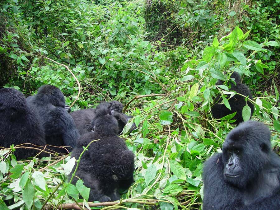 From Kigali: 2-Day Gorilla Trek: Bwindi Nat Park - Booking details worth checking first
