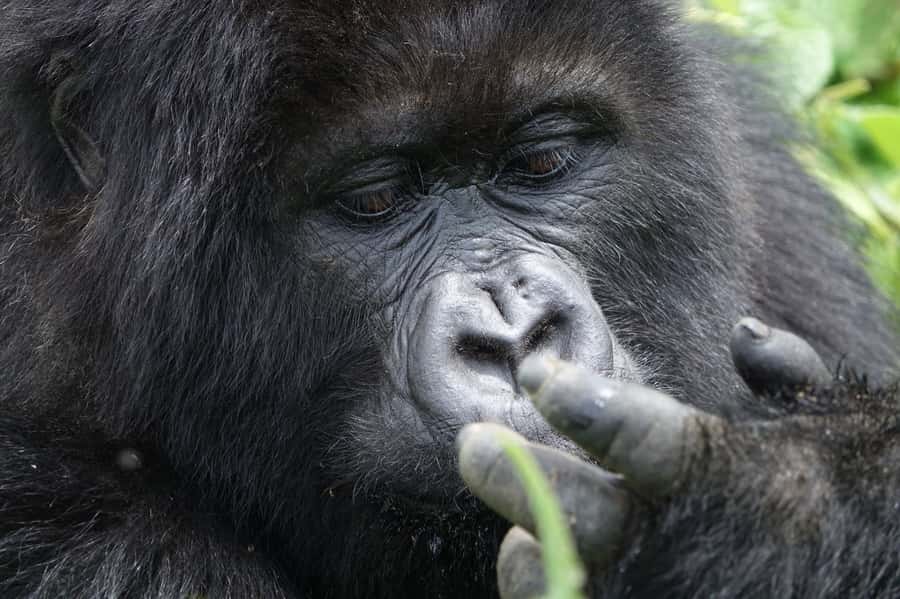 From Kigali: 2-Day Gorilla Trek: Bwindi Nat Park - The food question after a long trek