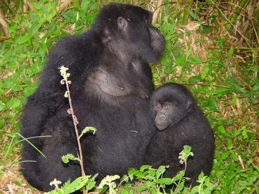 From Kigali: 2-Day Gorilla Trek: Bwindi Nat Park - Transport, guides, and the private-group setup