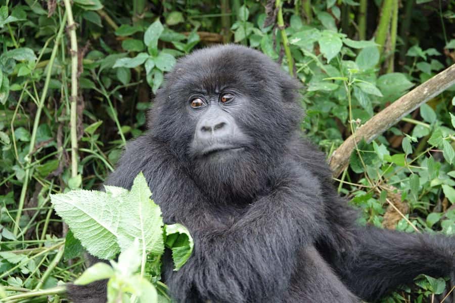 From Kigali: 2-Day Gorilla Trek: Bwindi Nat Park - What the $560 price really buys you