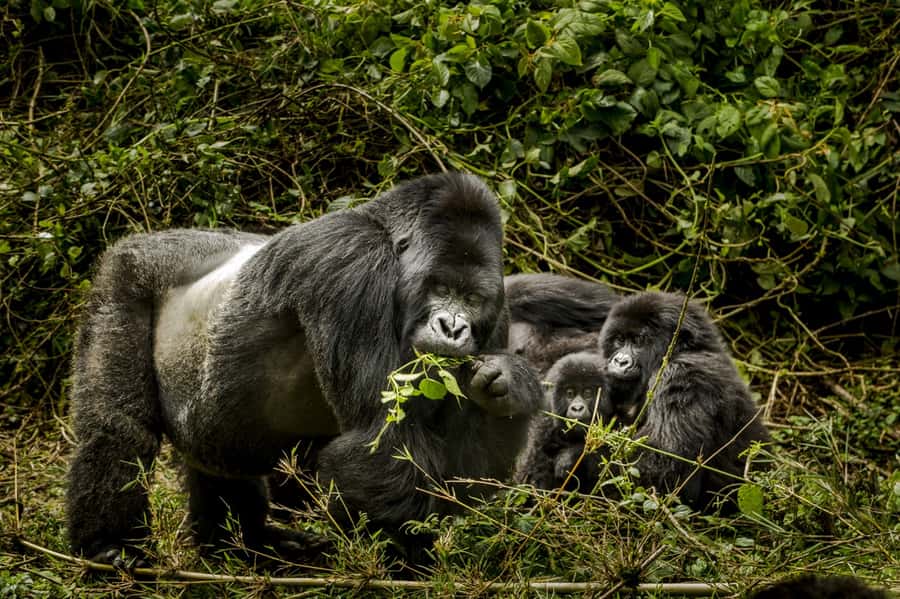 From Kigali: 2-Day Gorilla Trek: Bwindi Nat Park - Physical demands and age limits