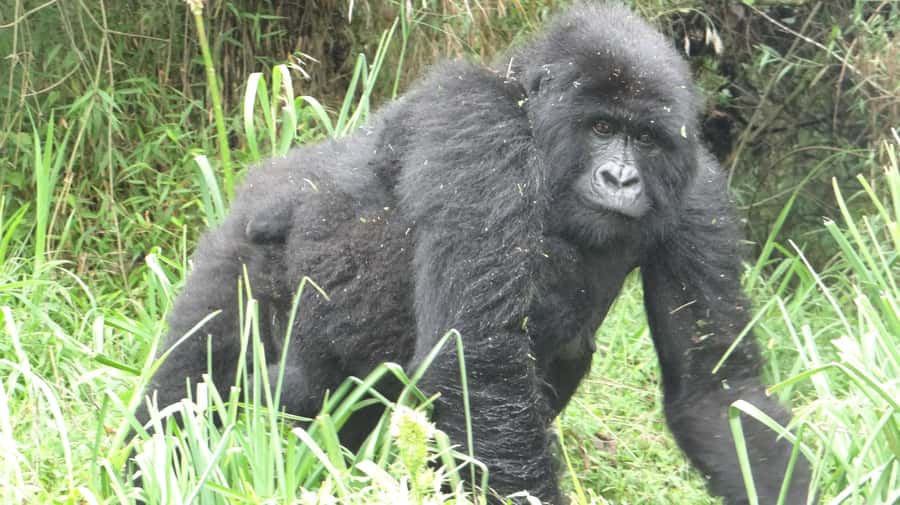 From Kigali: 2-Day Gorilla Trek in Bwindi - Key points to know before you book