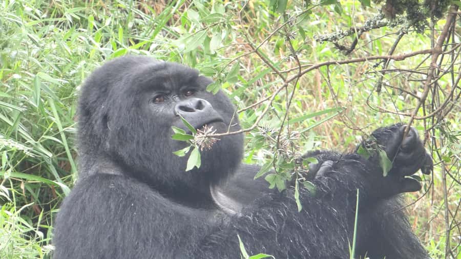 From Kigali: 2-Day Gorilla Trek in Bwindi - Why Bwindi feels different from an ordinary wildlife outing