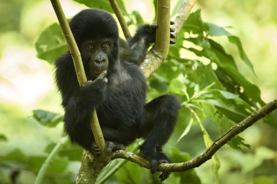 From Kigali: 2-Day Gorilla Trek in Bwindi - Day 2: The briefing, the trek, and the gorilla hour
