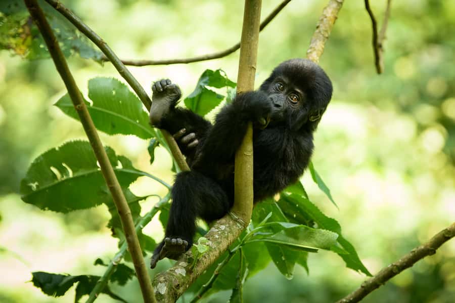 From Kigali: 2-Day Gorilla Trek in Bwindi - What the $498 package covers, and what it leaves out