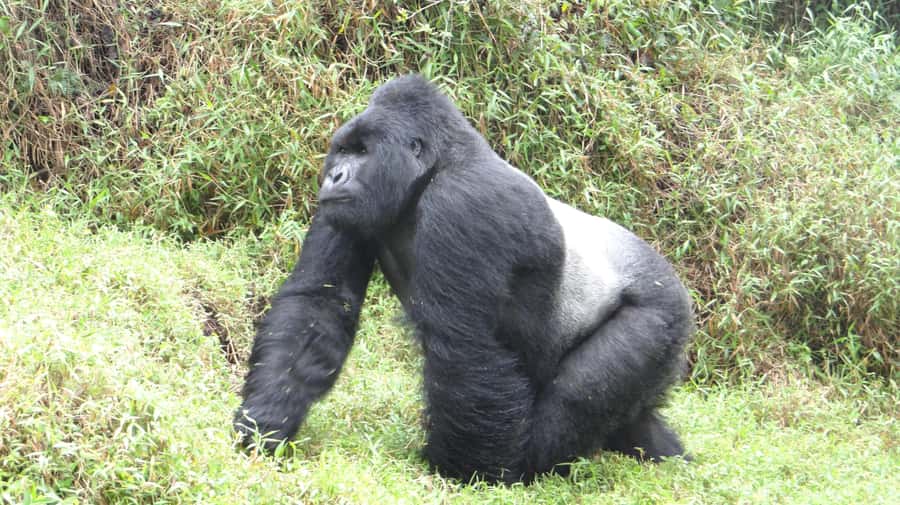 From Kigali: 2-Day Gorilla Trek in Bwindi - Transport, group size, and the feel of the trip