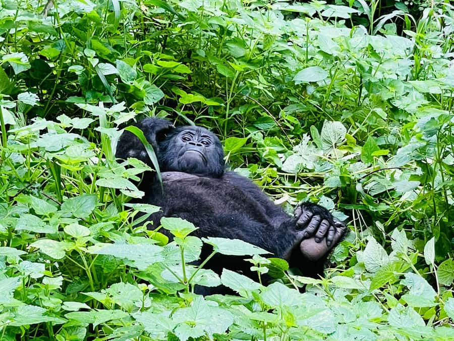 From Kigali: 2-Day Gorilla Trek in Bwindi - Booking advice for a smoother border and forest day