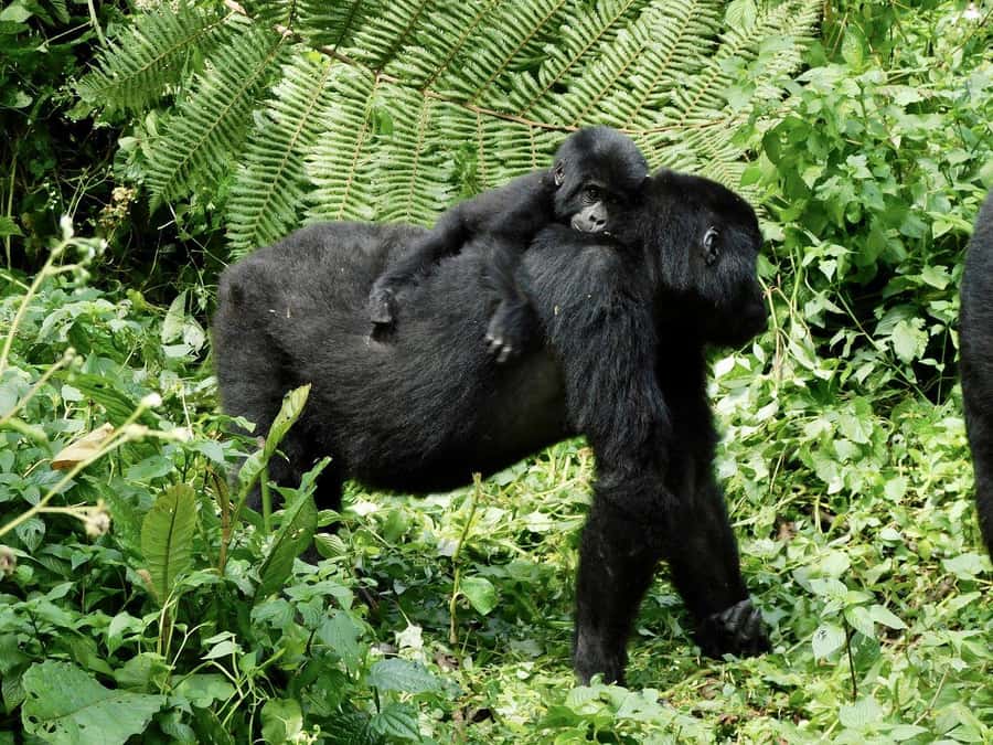 From Kigali: 2-Day Gorilla Trek in Bwindi - Day 1: Leaving Kigali and crossing into Uganda