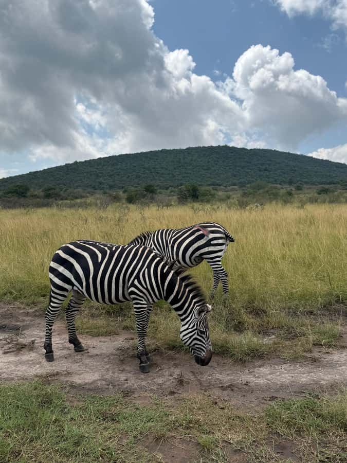 From Kigali: Akagera National Park Safari game drive - Who will get the most from this safari
