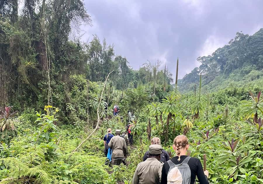 From Kigali: Bisoke Summit Trek, Crater Lake 1 Day Safari - Kinigi briefing and the ride to the trailhead
