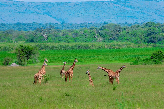 Full-Day Private Safari of Akagera National Park with Lunch - The 5:30 a.m. departure from Kigali