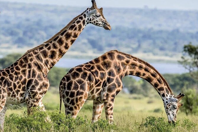 Full Day Shared Akagera Safari Tour with Lunch and Coffee - Why Akagera makes a strong day trip from Kigali