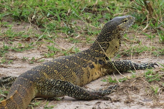 Full Day Shared Akagera Safari Tour with Lunch and Coffee - What six hours in the park means for your chances