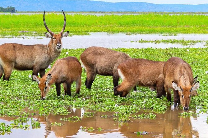Full Day Shared Akagera Safari Tour with Lunch and Coffee - Is $390 good value for a shared safari?