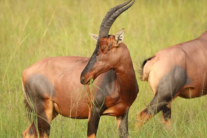 Full Day Shared Akagera Safari Tour with Lunch and Coffee - Who should choose this Akagera day safari?