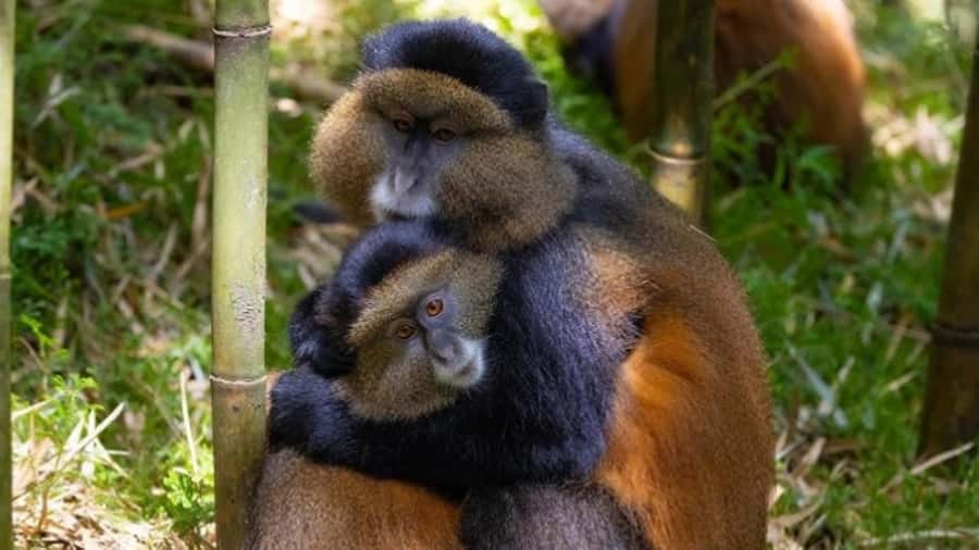 Golden Monkey Trekking with lunch - Why the golden monkey trek is worth your day
