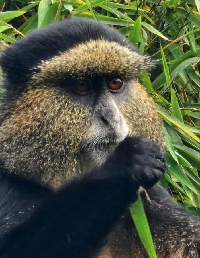 Golden Monkey Trekking with lunch - A short walk to see golden monkeys