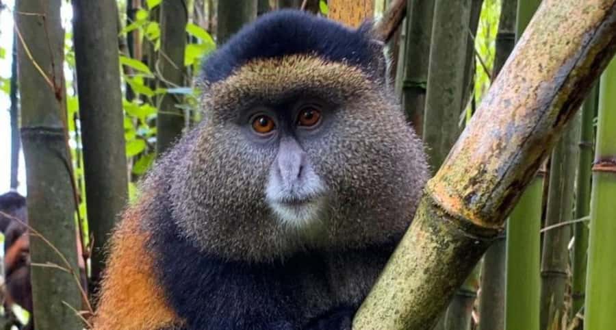 Golden Monkey Trekking with lunch - What the $320 price really covers