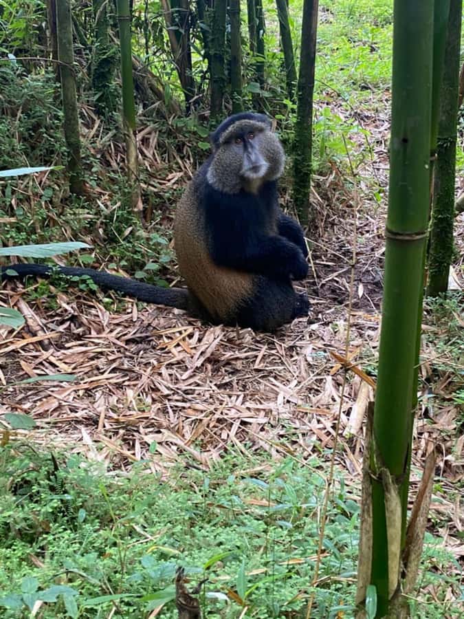 Golden Monkey Trekking with lunch - The return to Kigali