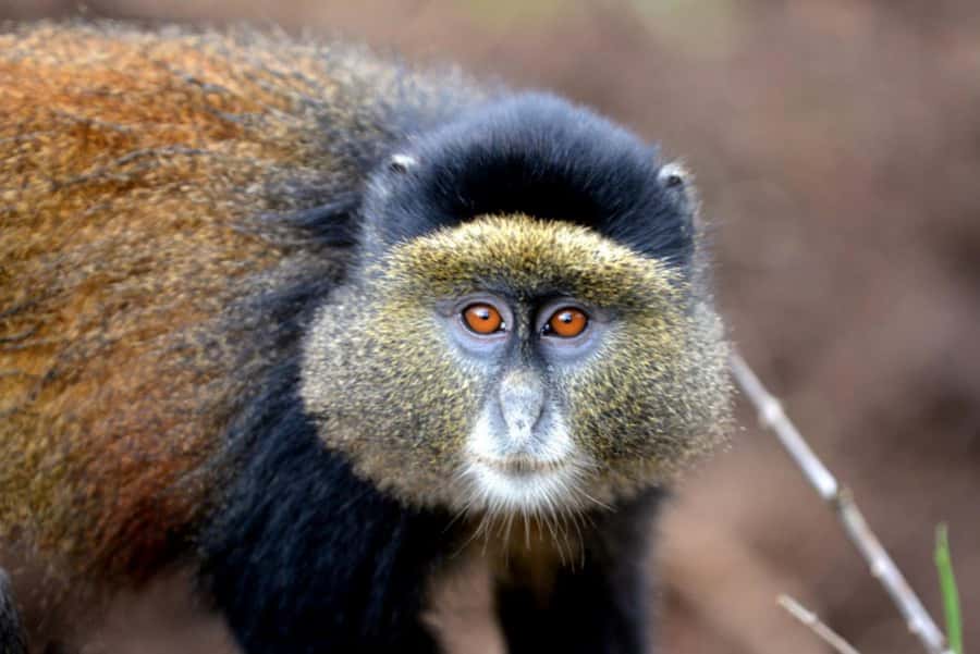 Golden Monkey Trekking with lunch - Who should book this experience?
