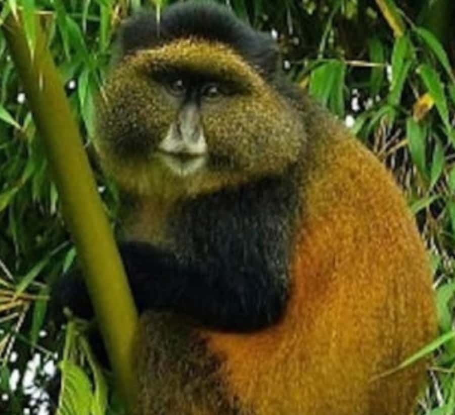 Golden Monkey Trekking with lunch - Practical tips for a smoother day