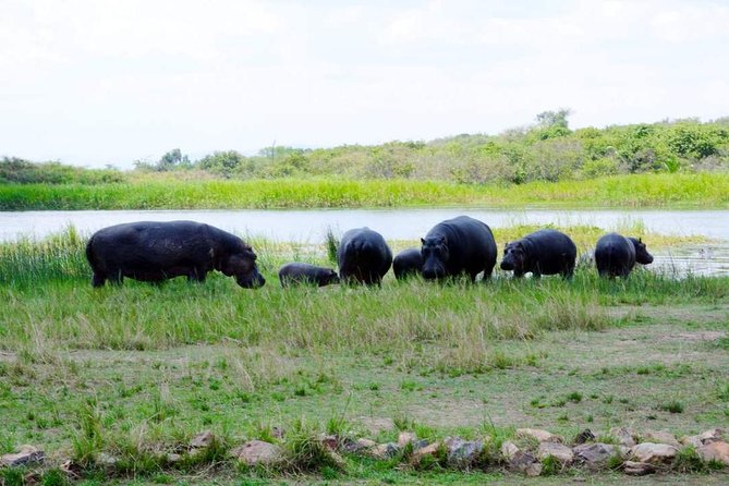Gorilla trekking &wildlife adventure in Rwanda - Akagera brings the Big Five by vehicle