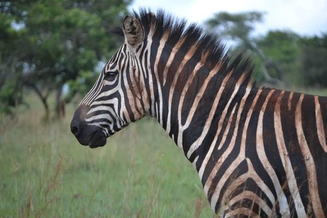Gorilla trekking &wildlife adventure in Rwanda - What the included transport and meals are worth