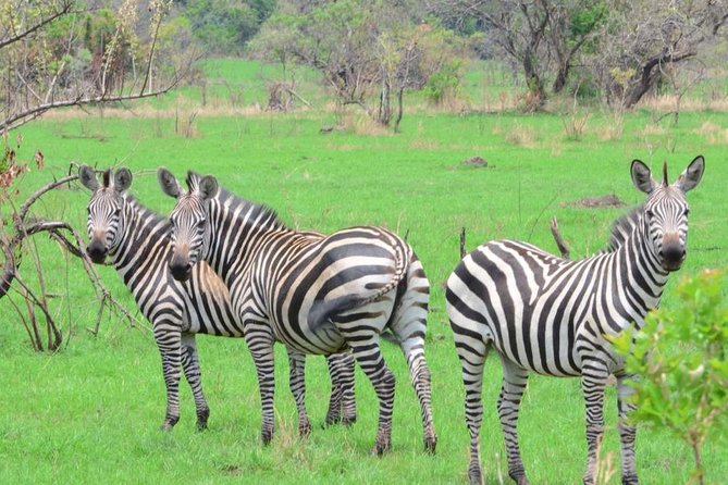 Gorilla trekking &wildlife adventure in Rwanda - Kigali is the practical starting point