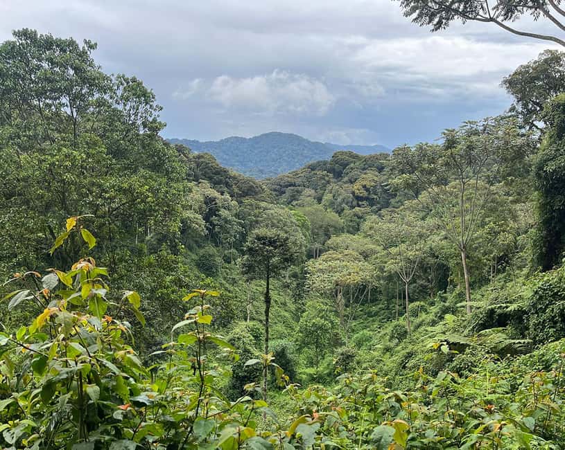Kigali:1 Day Nyungwe Canopy Walk & Waterfall Tour adventure - Key things to know before booking