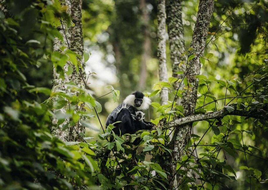 Kigali:1 Day Nyungwe Canopy Walk & Waterfall Tour adventure - The 4.5-hour road from Kigali