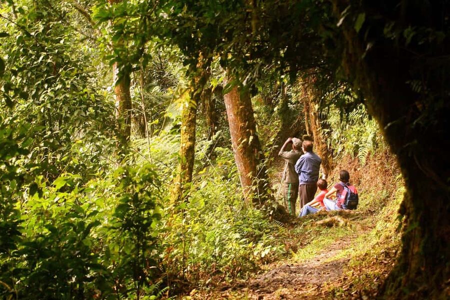 Kigali:1 Day Nyungwe Canopy Walk & Waterfall Tour adventure - The forest walk before the bridge
