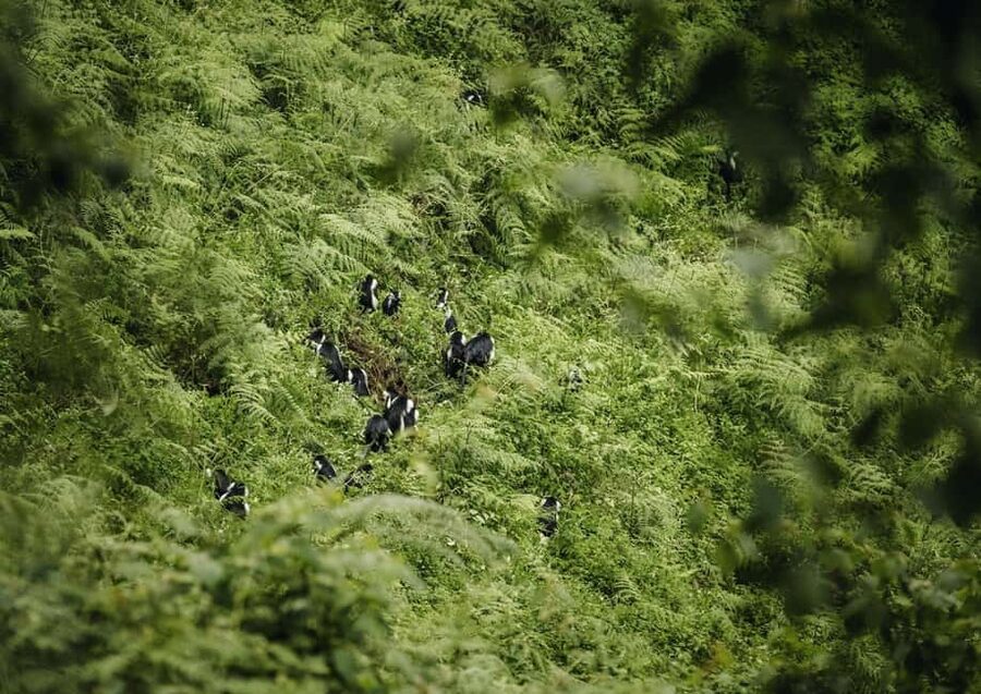 Kigali:1 Day Nyungwe Canopy Walk & Waterfall Tour adventure - Crossing the 50-meter-high canopy walkway