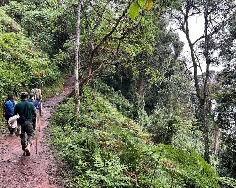 Kigali:1 Day Nyungwe Canopy Walk & Waterfall Tour adventure - Hiking to Ndambarare Waterfall