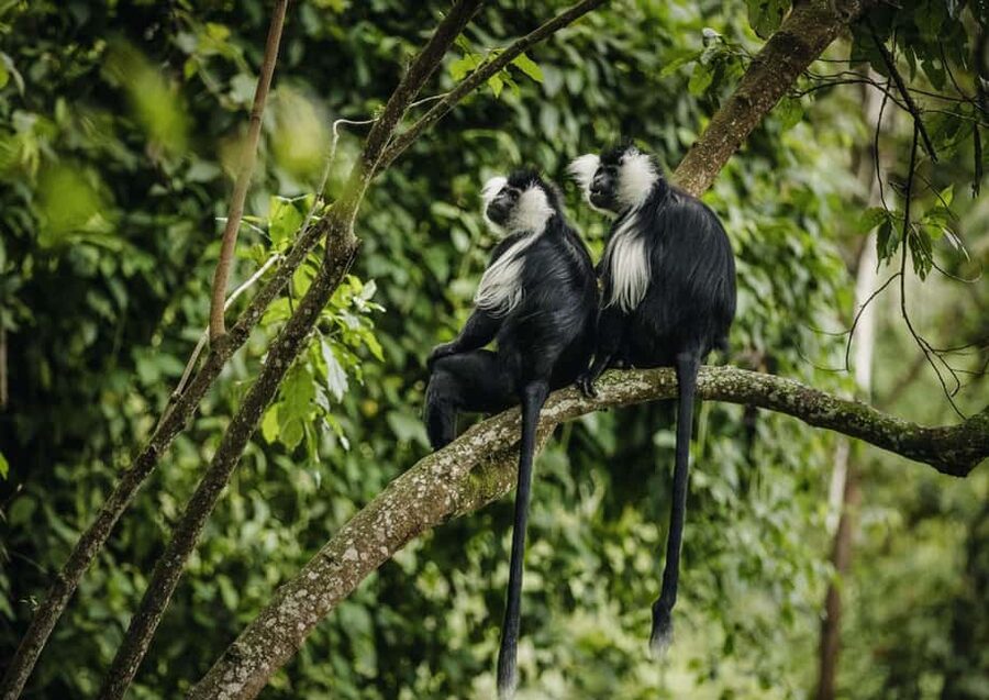 Kigali:1 Day Nyungwe Canopy Walk & Waterfall Tour adventure - Guides, languages, and private transport