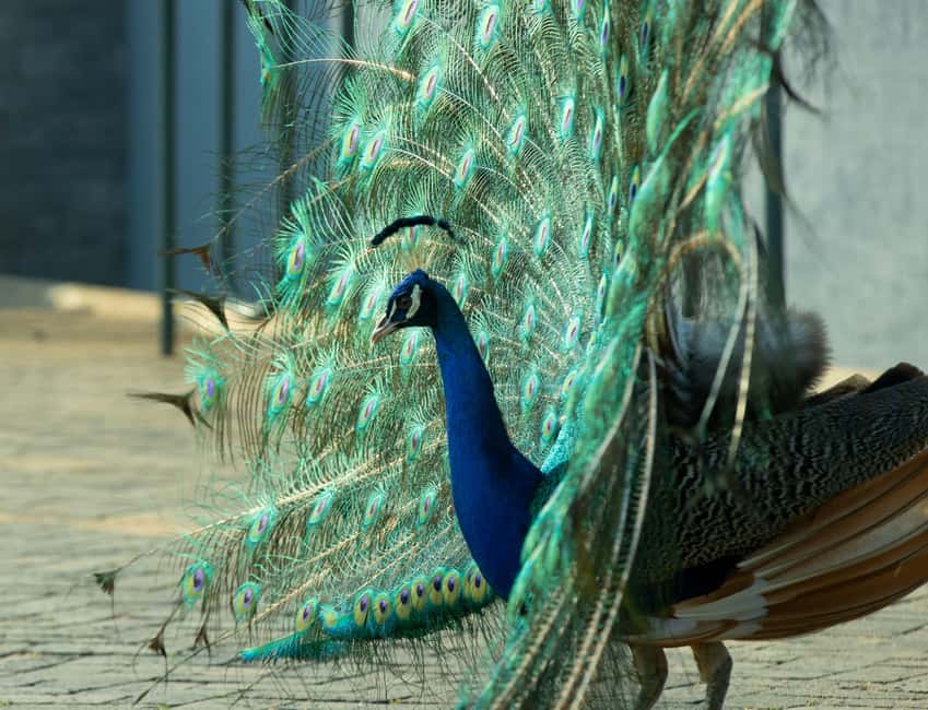 Kigali Eco Park Bird Watching Experience - Best time and best type of visitor