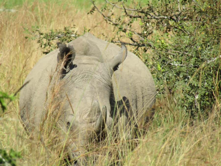 Kigali: Full-Day Akagera Safari + Optional Boat Ride - Key Points