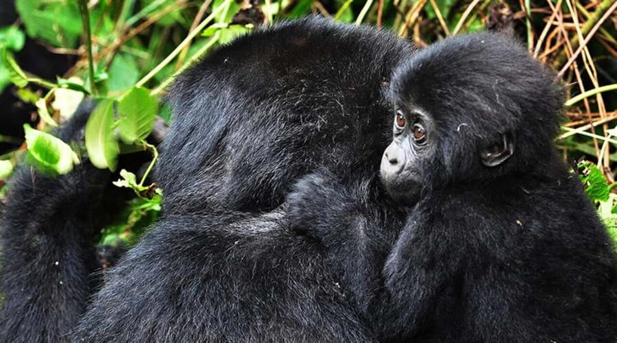 Kigali: Gorilla Trekking in Volcanoes National Park - Why This Gorilla Trek Begins So Early