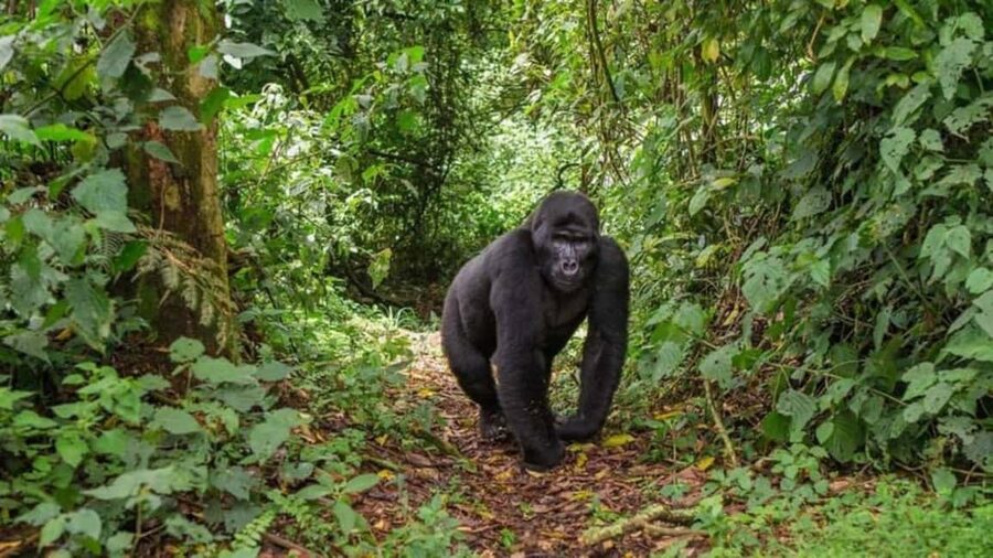 Kigali: Gorilla Trekking in Volcanoes National Park - Returning to Musanze for Lunch