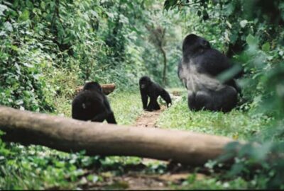Gorilla Trekking in Volcanoes National Park
