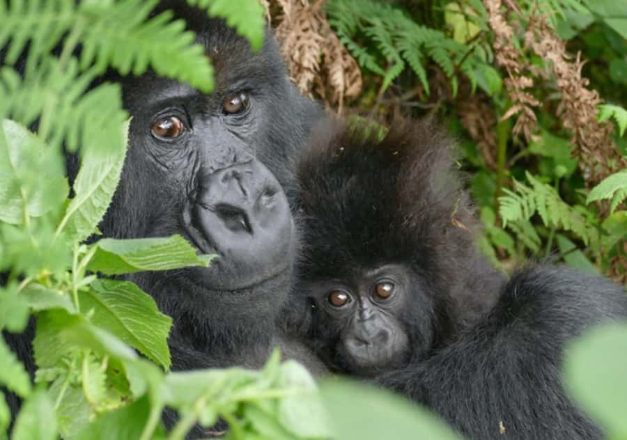 Kigali: Rwanda Gorilla Tracking in Volcanoes National Park - Key points at a glance