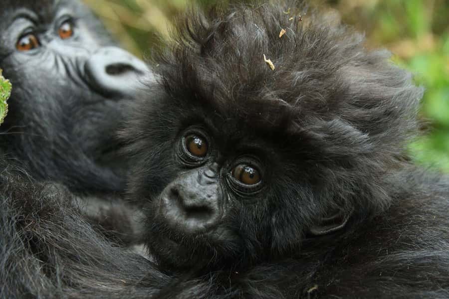 Kigali: Rwanda Gorilla Tracking in Volcanoes National Park - Why the gorilla hour matters