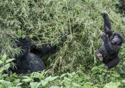 Rwanda Gorilla Tracking in Volcanoes National Park